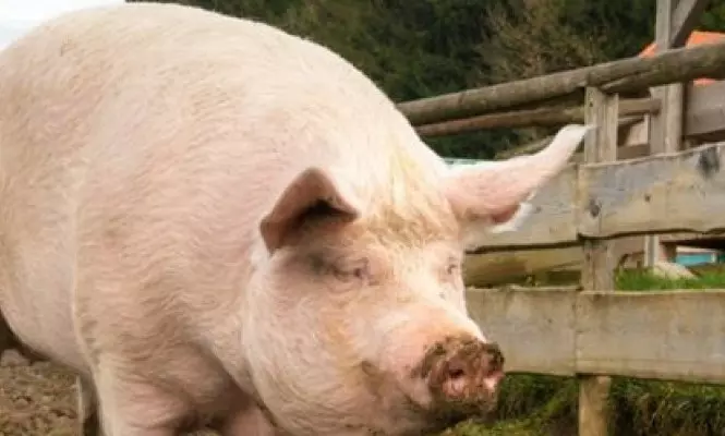 Chineses identificam, em porcos, vírus de gripe com potencial de gerar nova pandemia