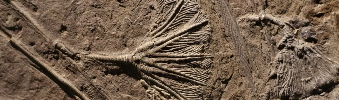 “Fósseis vivos” supostamente extintos são encontrados por cientistas no fundo do oceano
