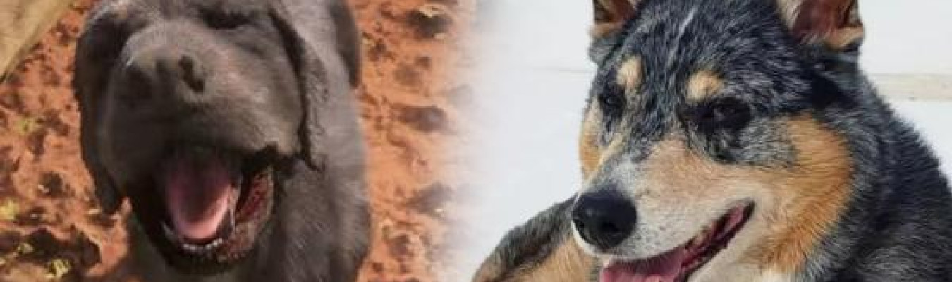 Einstein, o cão ator que interpretou Cain em Red Dead Redemption 2, faleceu