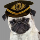 Major Pug